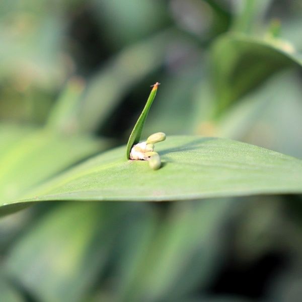 Ruscus hypoglossum