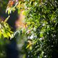 Waterhousea floribunda 'Warners Select' Pleached