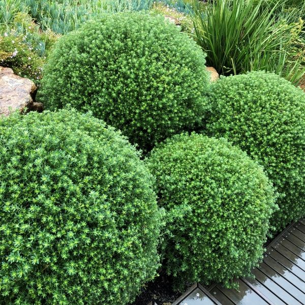 Westringia fruticosa Ball Warners Nurseries
