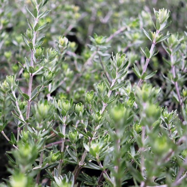 Westringia fruticosa Ball