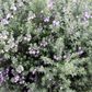 Westringia fruticosa 'Jervis Gem'
