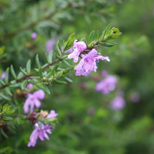 Westringia fruticosa 'Jervis Gem'