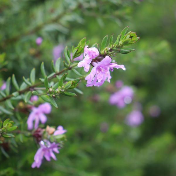 Westringia fruticosa 'Jervis Gem'