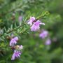 Westringia fruticosa 'Jervis Gem'