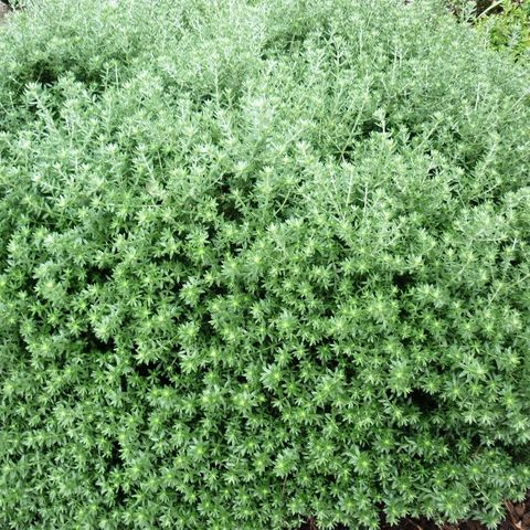 Westringia fruticosa 'Jervis Gem'