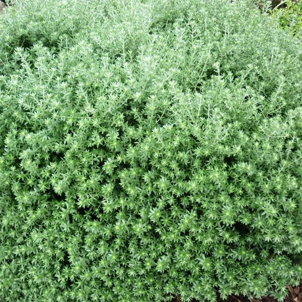 Westringia fruticosa 'Jervis Gem'