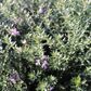 Westringia fruticosa 'Jervis Gem' Ball