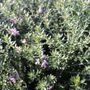 Westringia fruticosa 'Jervis Gem' Ball