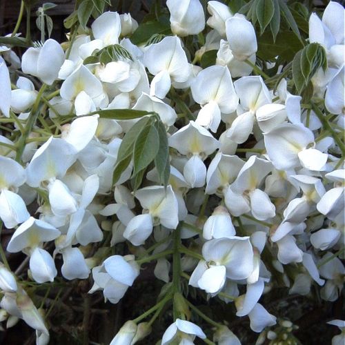 Wisteria floribunda alba