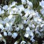 Wisteria floribunda alba