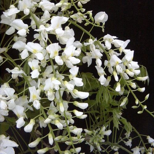 Wisteria floribunda Alba