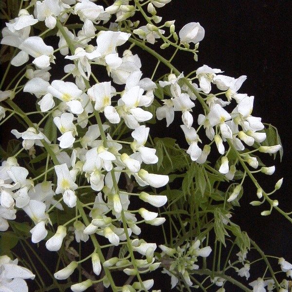Wisteria floribunda Alba