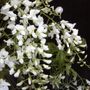 Wisteria floribunda Alba
