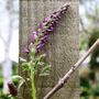 Wisteria sinensis