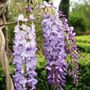 Wisteria sinensis