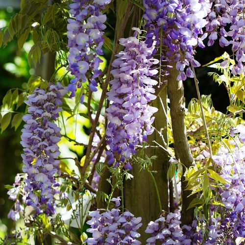 Wisteria sinensis