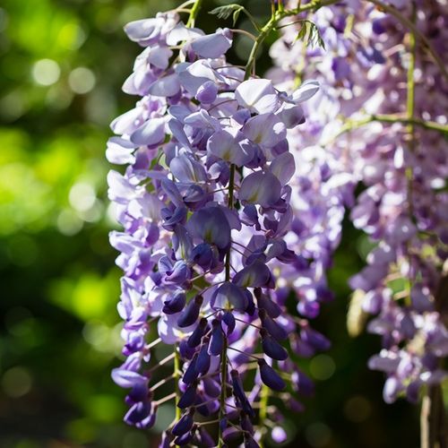 Wisteria sinensis