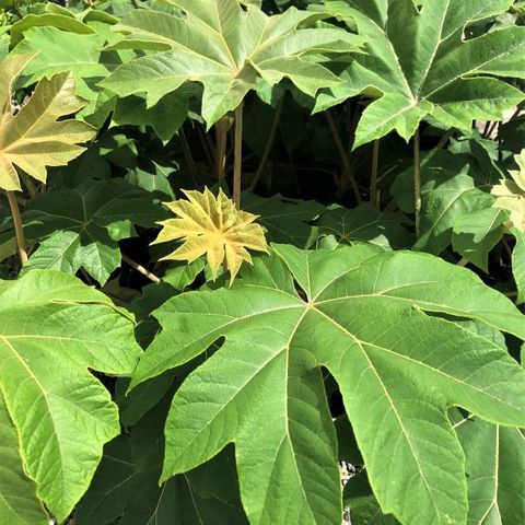 Tetrapanax papyrifer