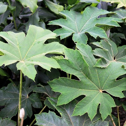 Tetrapanax papyrifer