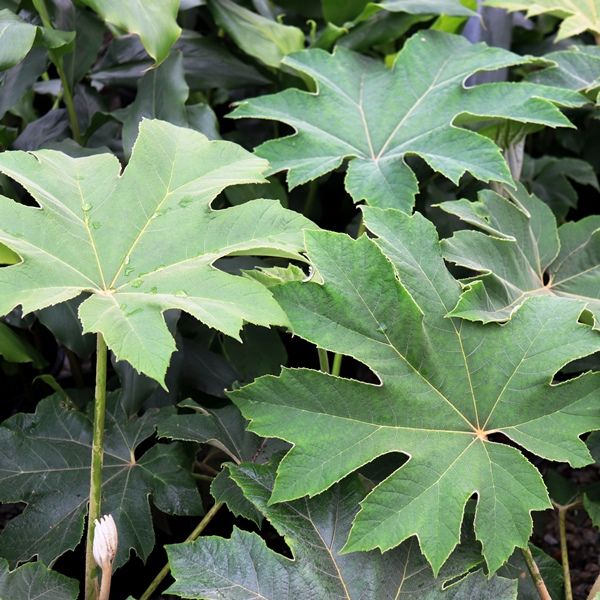 Tetrapanax papyrifer