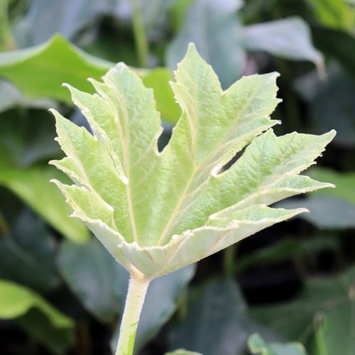Tetrapanax papyrifer