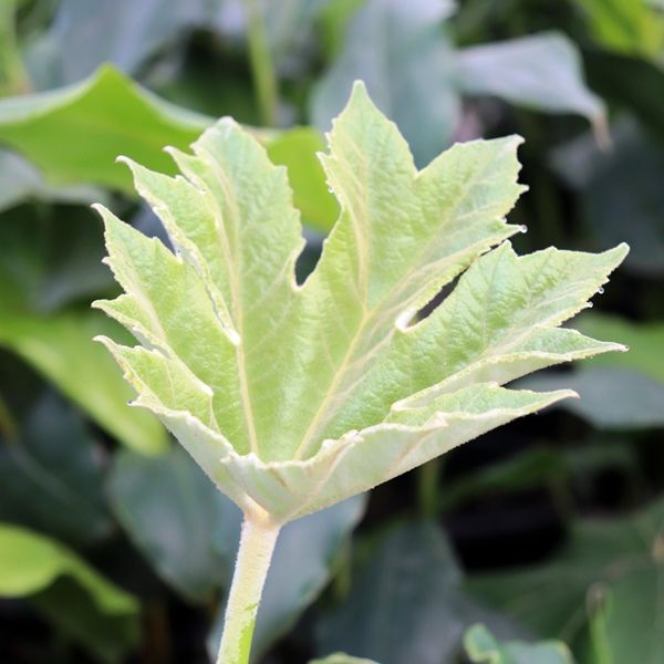 Tetrapanax papyrifer