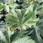 Tetrapanax papyrifer 'Rex'