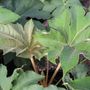 Tetrapanax papyrifer 'Rex'