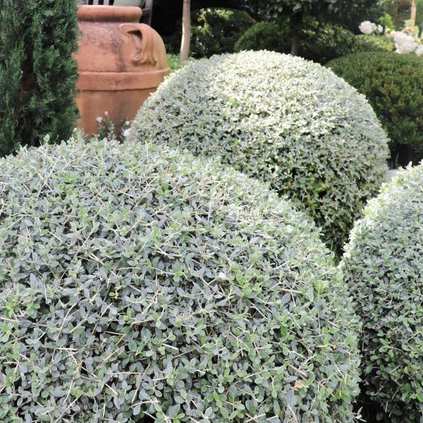 Teucrium fruticans Ball