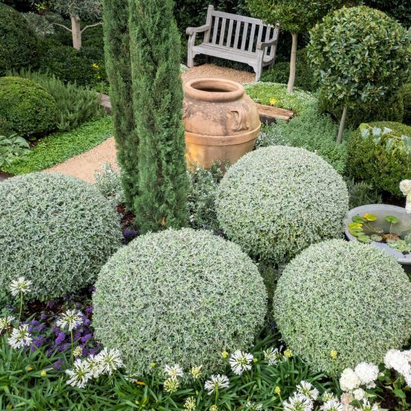 Teucrium fruticans Ball