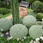 Teucrium fruticans Ball