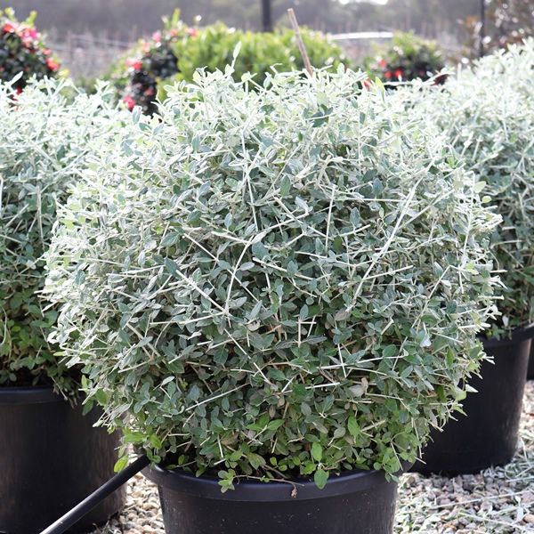 Teucrium fruticans Ball