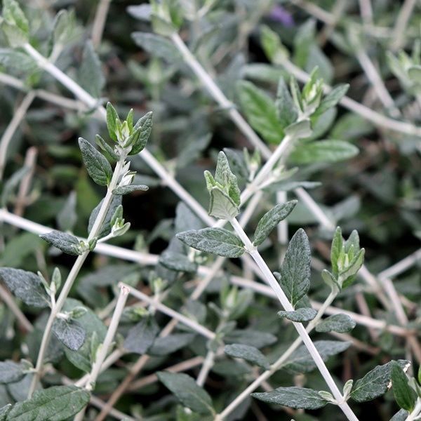 Teucrium fruticans Ball