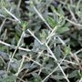 Teucrium fruticans Ball