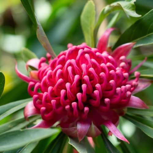 Telopea hybrid 'Essies Gift' pbr