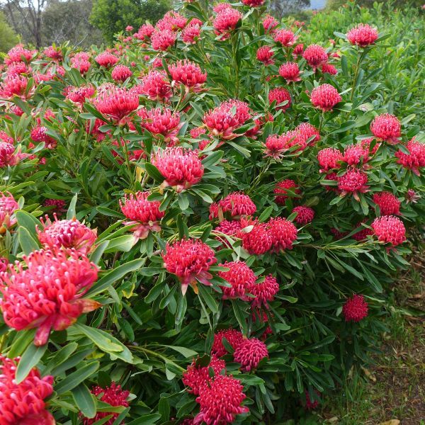 Telopea hybrid 'Essies Gift' pbr