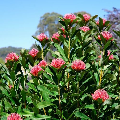 Telopea hybrid 'Essies Gift' pbr