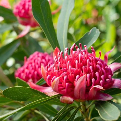 Telopea hybrid 'Essies Gift' pbr