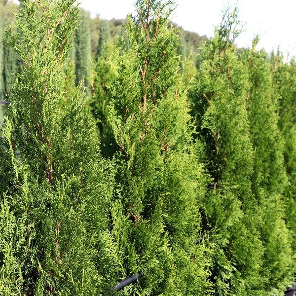 Thuja occidentalis 'Smaragd'