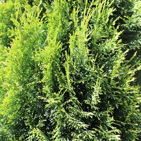 Thuja occidentalis 'Smaragd'