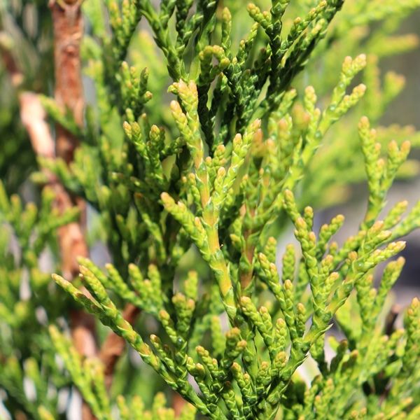 Thuja occidentalis 'Smaragd'