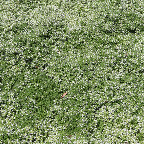 Thymus serpyllum Alba Warners Nurseries