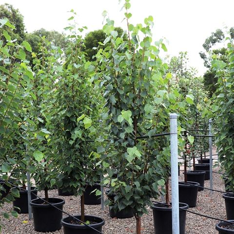 Tilia cordata 'Greenspire'™