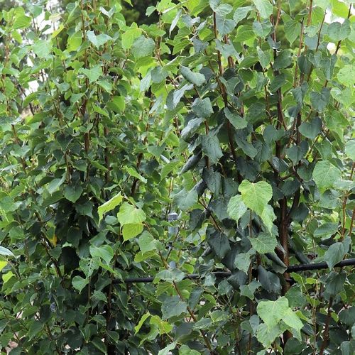 Tilia cordata 'Greenspire'™