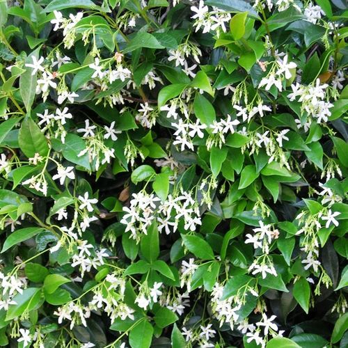 Trachelospermum jasminoides