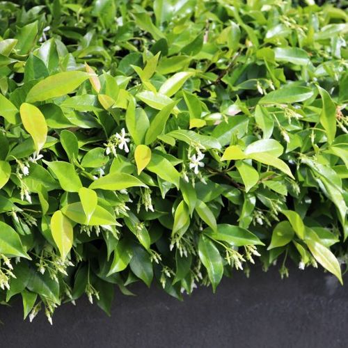 Trachelospermum jasminoides