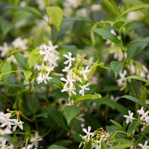 Trachelospermum jasminoides