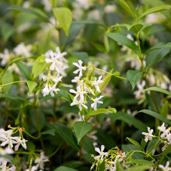 Trachelospermum jasminoides