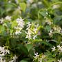 Trachelospermum jasminoides