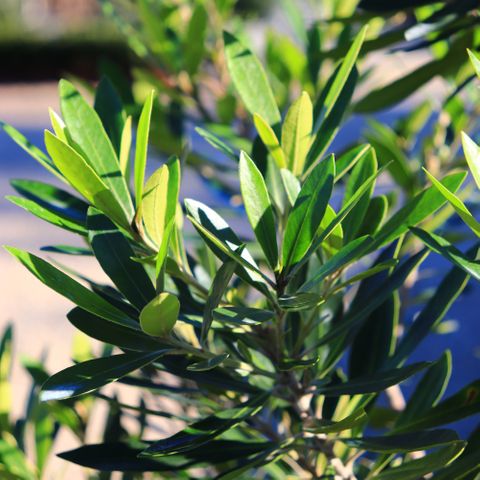 Tristaniopsis laurina 'Lime Spire' pbr
